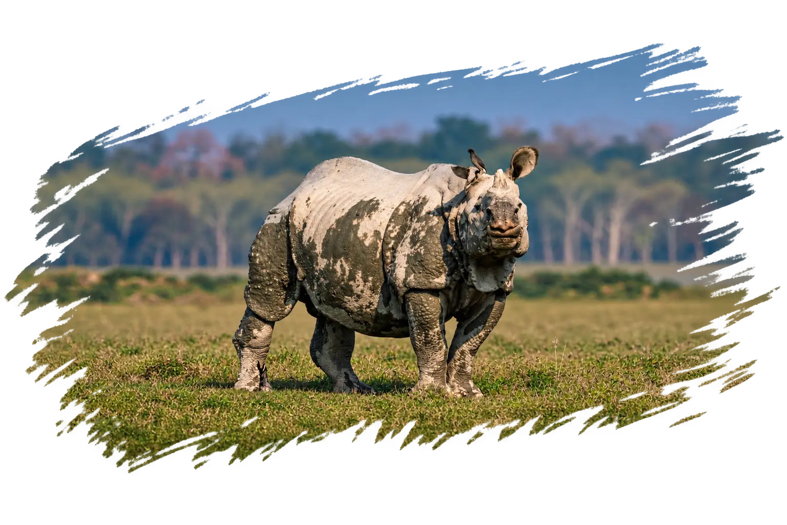 Indian one-horned rhinoceros in grassland